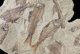 Fossil Fish (Gosiutichthys) Mortality Plate - Lake Gosiute #130001-1